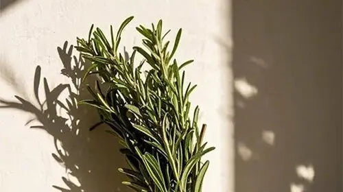 The Spring Equinox Reset: Navigating Daylight Saving and Tax Season Stress SAUSSAVITA